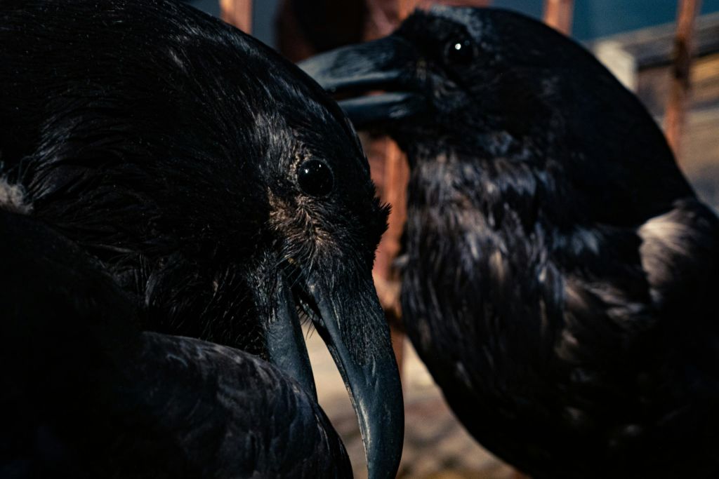 플로키의 까마귀