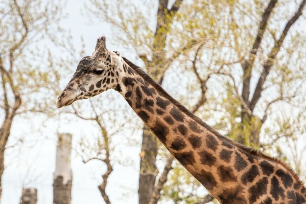 나무를 배경으로 기린의 머리와 목을 클로즈업한 사진.