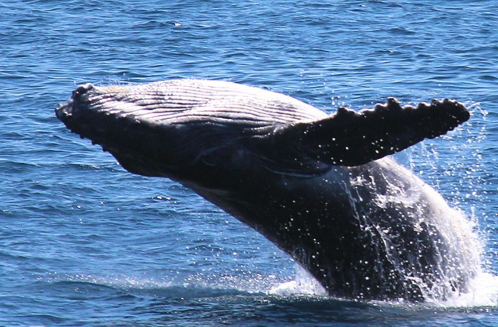 혹등고래가 바다 표면을 뚫고 물 밖으로 몸을 부분적으로 들어올립니다.