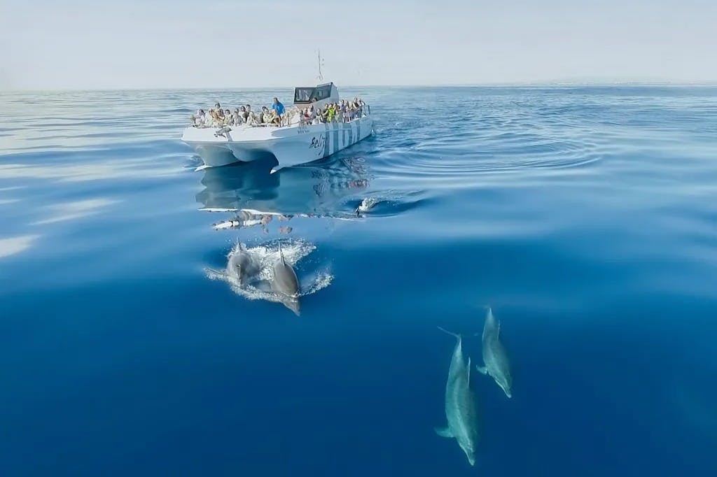 돌고래와 쌍동선