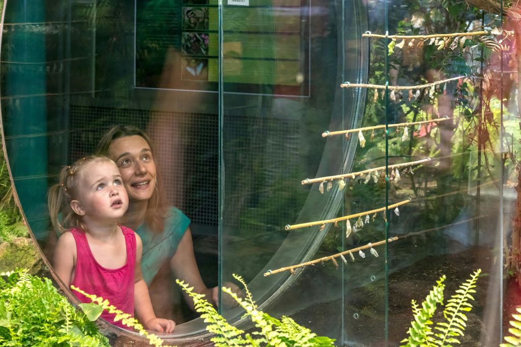 나비를 위한 온실