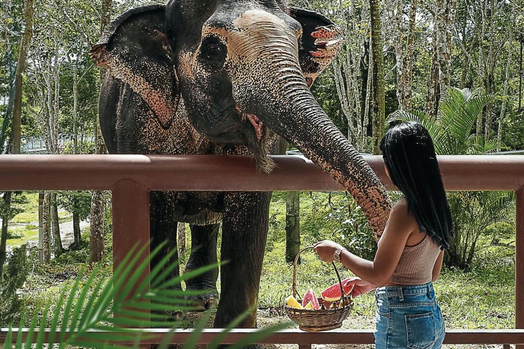 숲이 우거진 나무 난간 위로 바구니에 담긴 코끼리 수박 조각을 먹이는 사람.