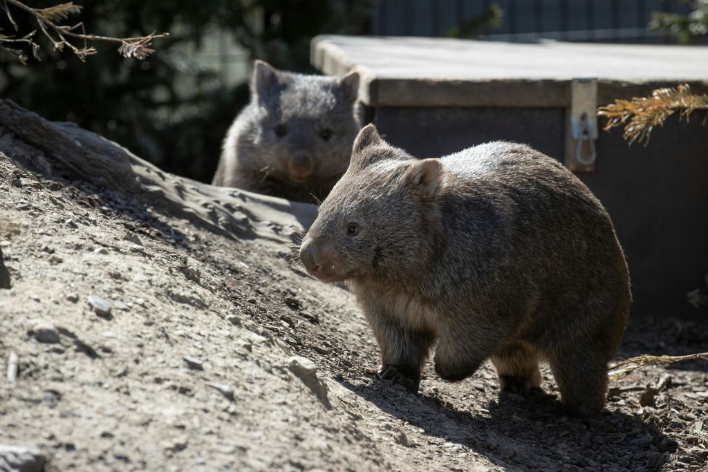 코펜하겐 동물원