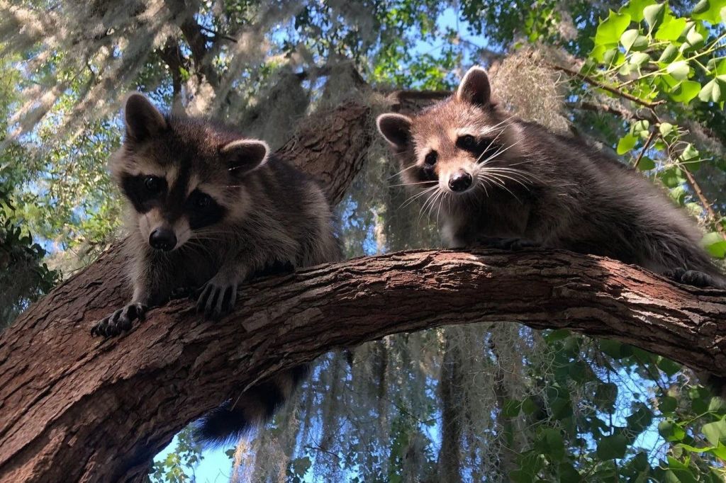 푸른 잎과 스페인 이끼로 둘러싸인 나무 가지에 너구리 두 마리가 맑고 푸른 하늘을 배경으로 자리잡고 있습니다.