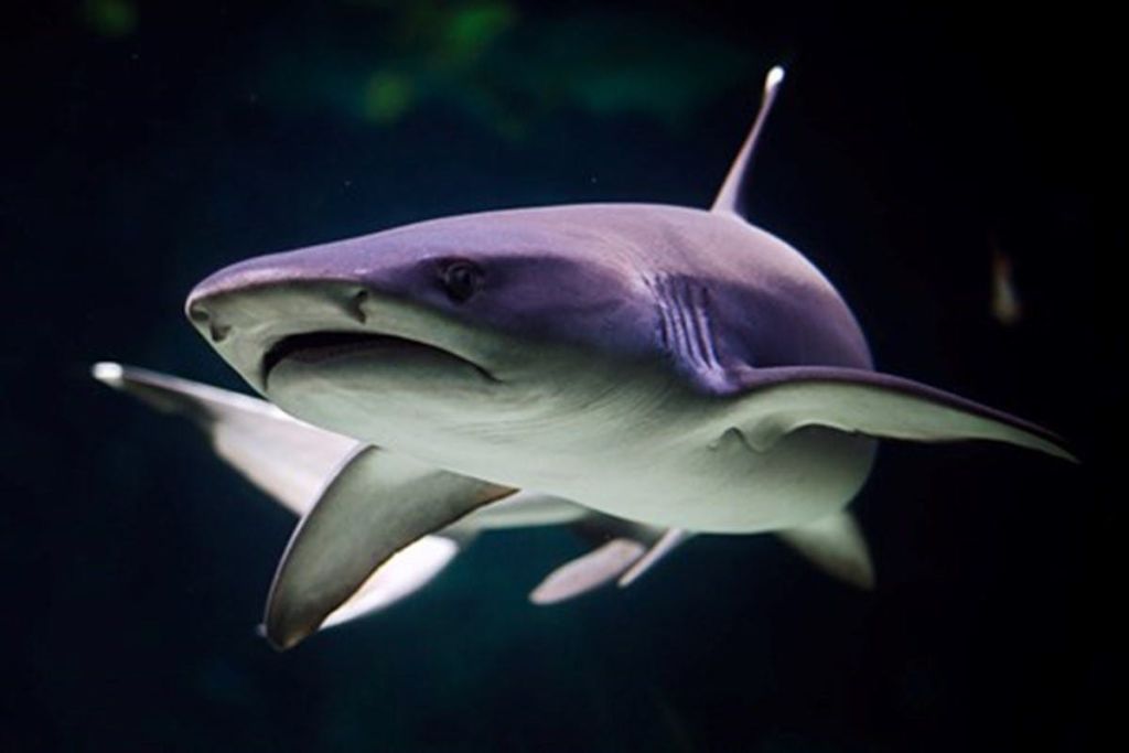 조명이 어두운 환경에서 물속을 헤엄치는 상어를 클로즈업한 사진입니다.