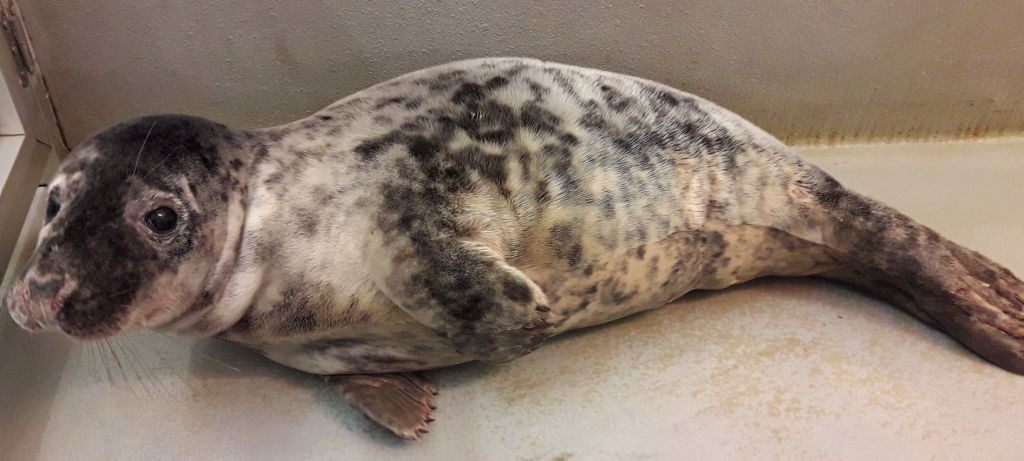 대리석으로 된 회색 인장이 옆으로 누워 평평하고 얼룩덜룩한 벽에 놓여 있습니다. 오리발은 몸에 밀착되어 있습니다.