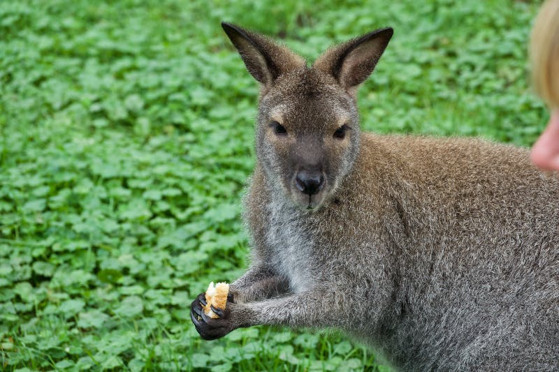 푸른 잔디 위에 서서 앞발로 빵 조각을 들고 있는 캥거루.
