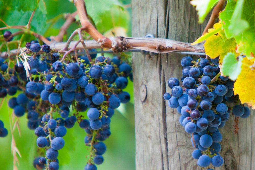 푸른 잎을 배경으로 나무 기둥에 묶인 포도나무에 잘 익은 푸른 포도송이가 매달려 있습니다.