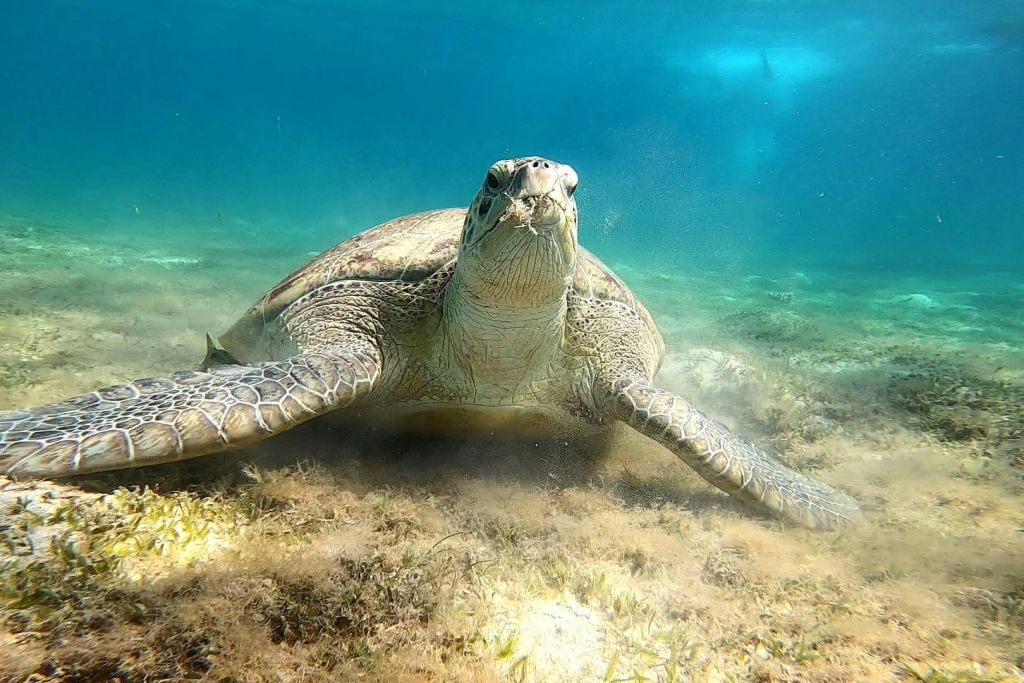 바다거북 마르사알람