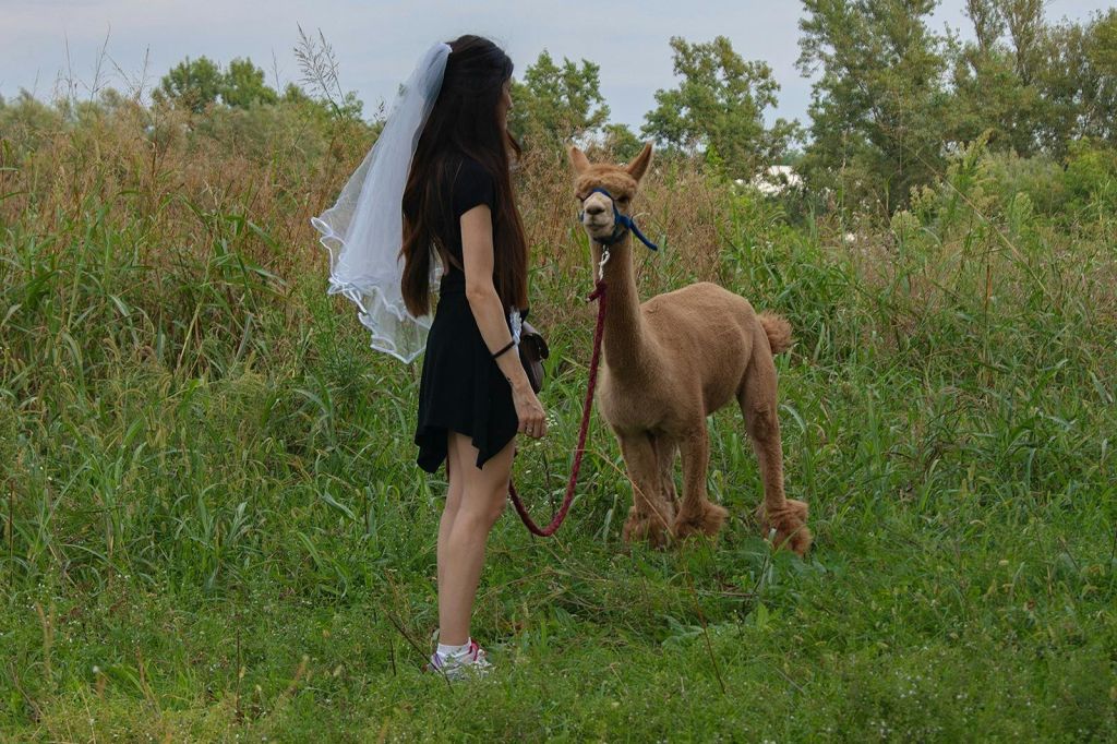 긴 머리카락과 베일을 쓴 한 여성이 나무로 둘러싸인 잔디밭에 알파카 목줄을 매고 있습니다.