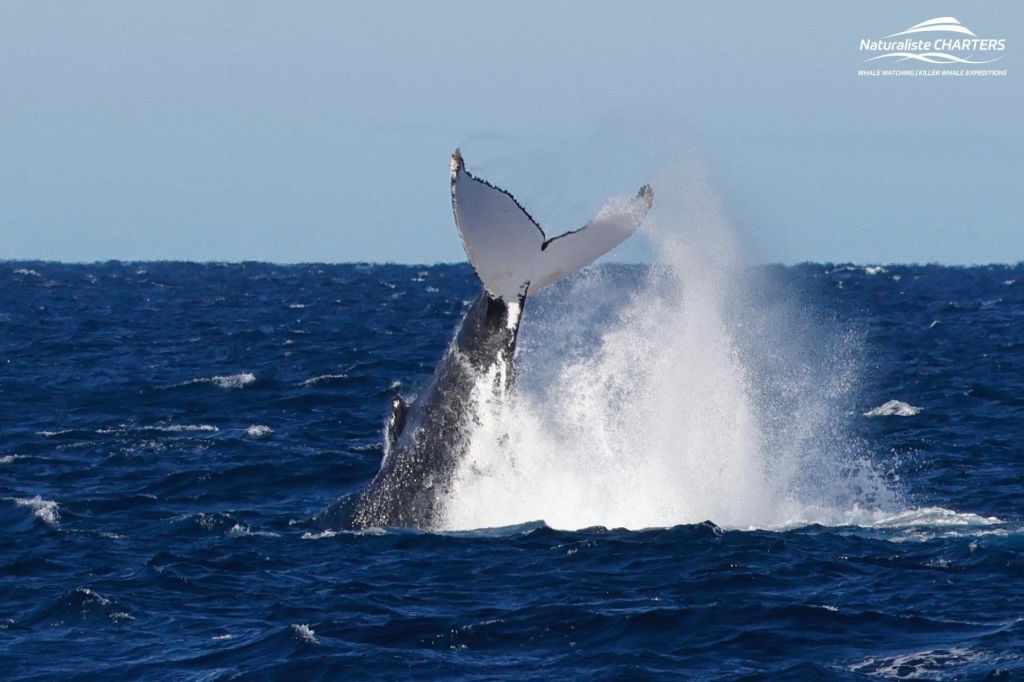 혹등고래 꼬리 때리기