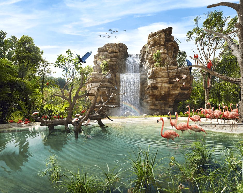 폭포는 푸른 하늘 아래 울창하고 푸른 풍경 속에서 플라밍고, 나무, 형형색색의 새들과 함께 바위를 넘어 연못으로 흐릅니다.