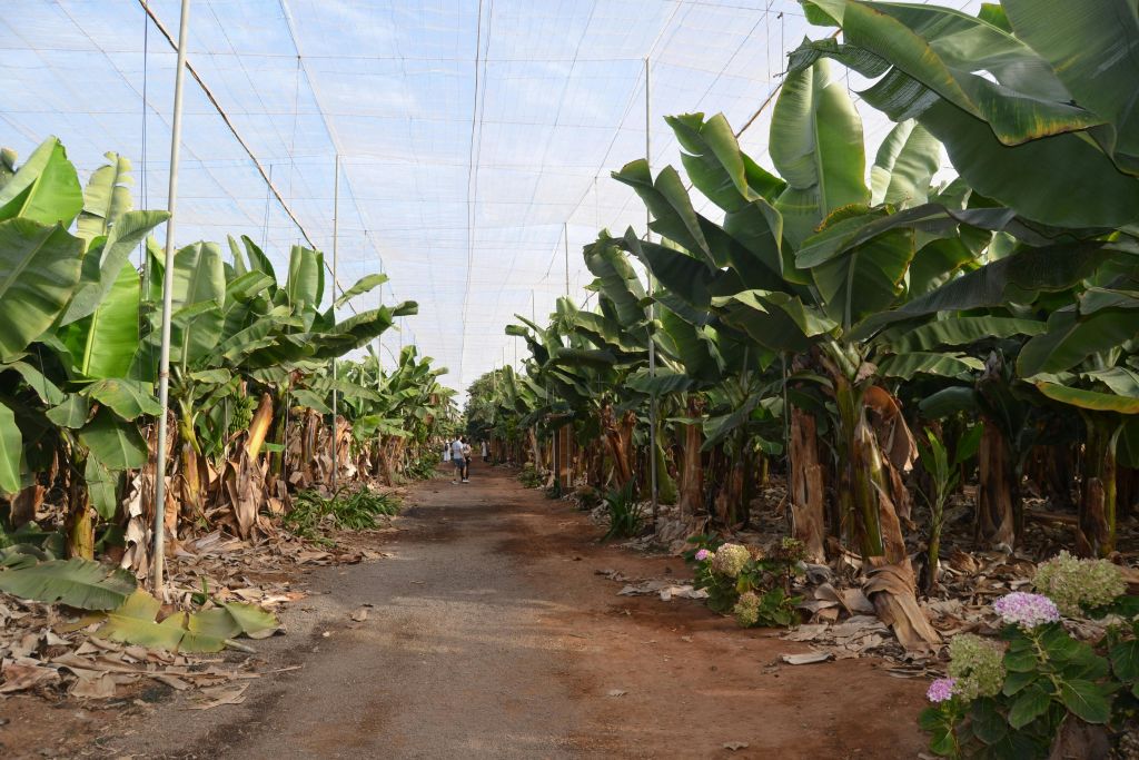 라스마르가리타스바나나플랜테이션