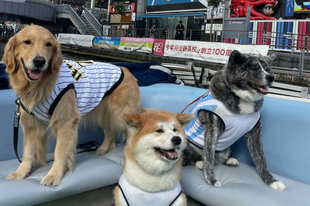 야외 벤치에 줄무늬 유니폼을 입은 두 마리의 개가 바쁜 도시 배경과 배너가 보입니다.