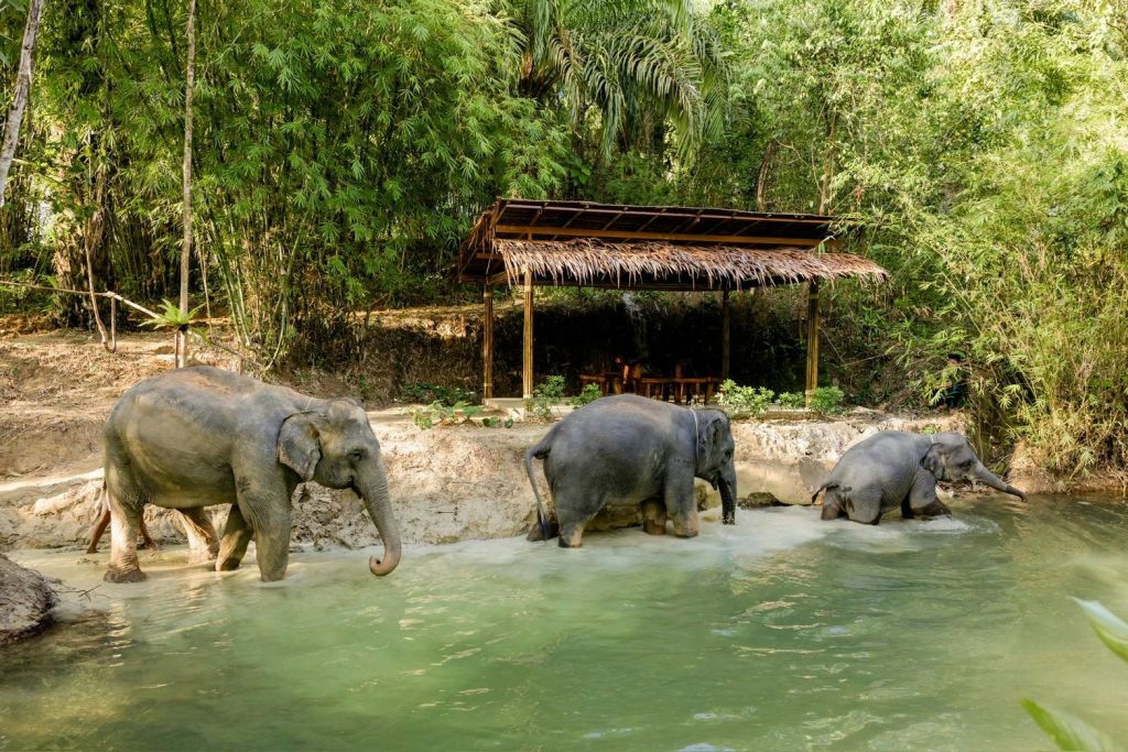 빽빽한 녹음으로 둘러싸인 초가 지붕 쉼터 근처의 얕은 강에서 세 마리의 코끼리가 몸을 흔들고 있습니다.