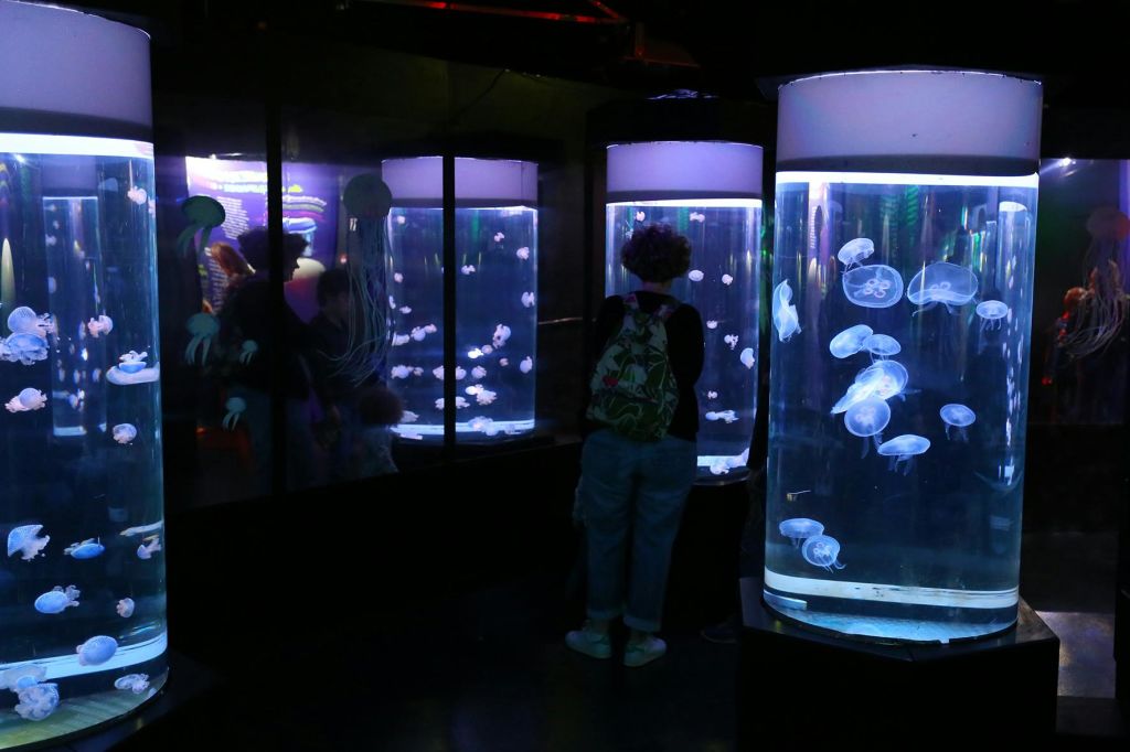 조명이 희미한 수족관의 대형 원통형 탱크에서 조명된 해파리를 관찰하는 사람들.