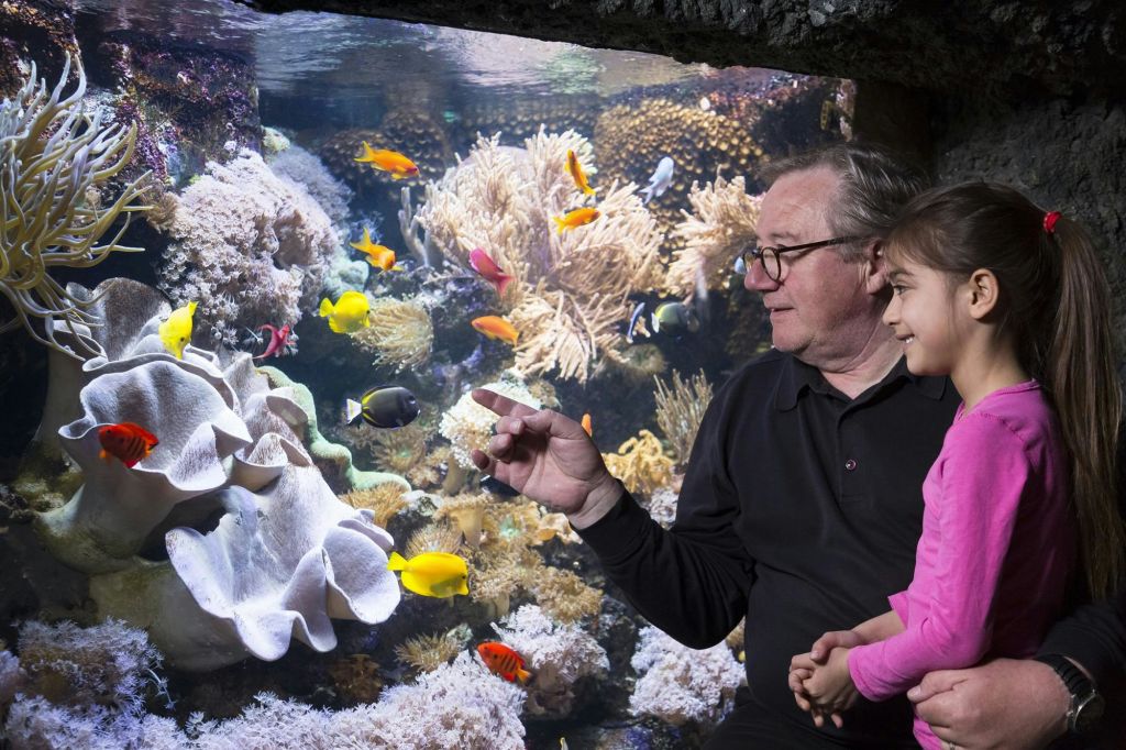 한 남자와 어린 소녀가 수족관에서 형형색색의 물고기를 지켜보고 있습니다. 남자는 물고기를 가리키며 둘 다 웃고 있습니다.