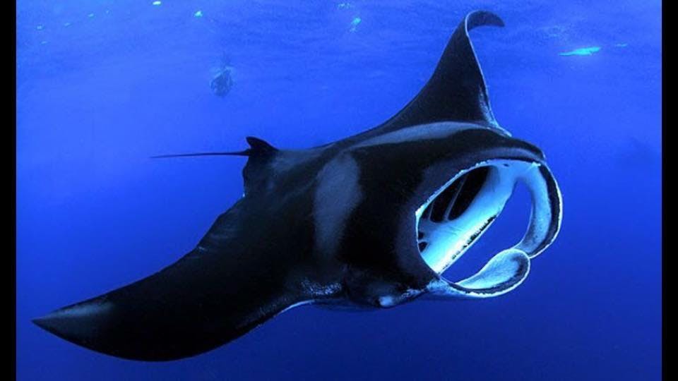 입이 열리고 멀리 잠수부가 보이는 짙은 푸른 바다에서 물속을 헤엄치는 쥐가오리.