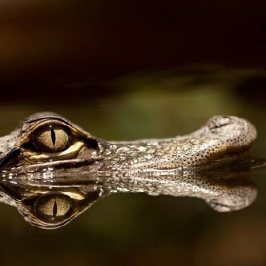 잔잔한 물에 비친 악어의 눈과 주둥이를 클로즈업합니다.