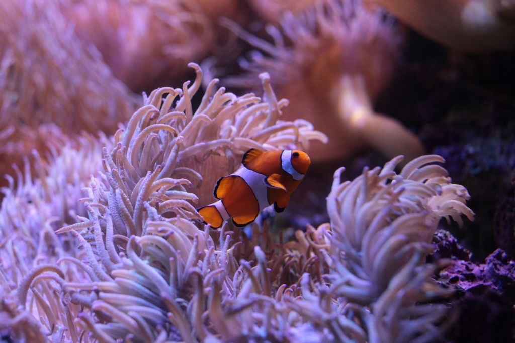 광어가 수중에서 보라색 바다 아네모네 사이를 헤엄치고 있습니다.