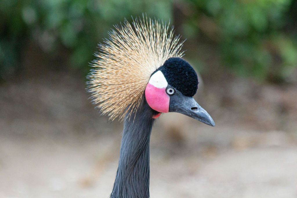 금빛 뾰족한 왕관 깃털, 검은 얼굴, 분홍색 뺨, 회색 부리가 흐릿한 배경에 세팅된 왕관 크레인의 클로즈업.