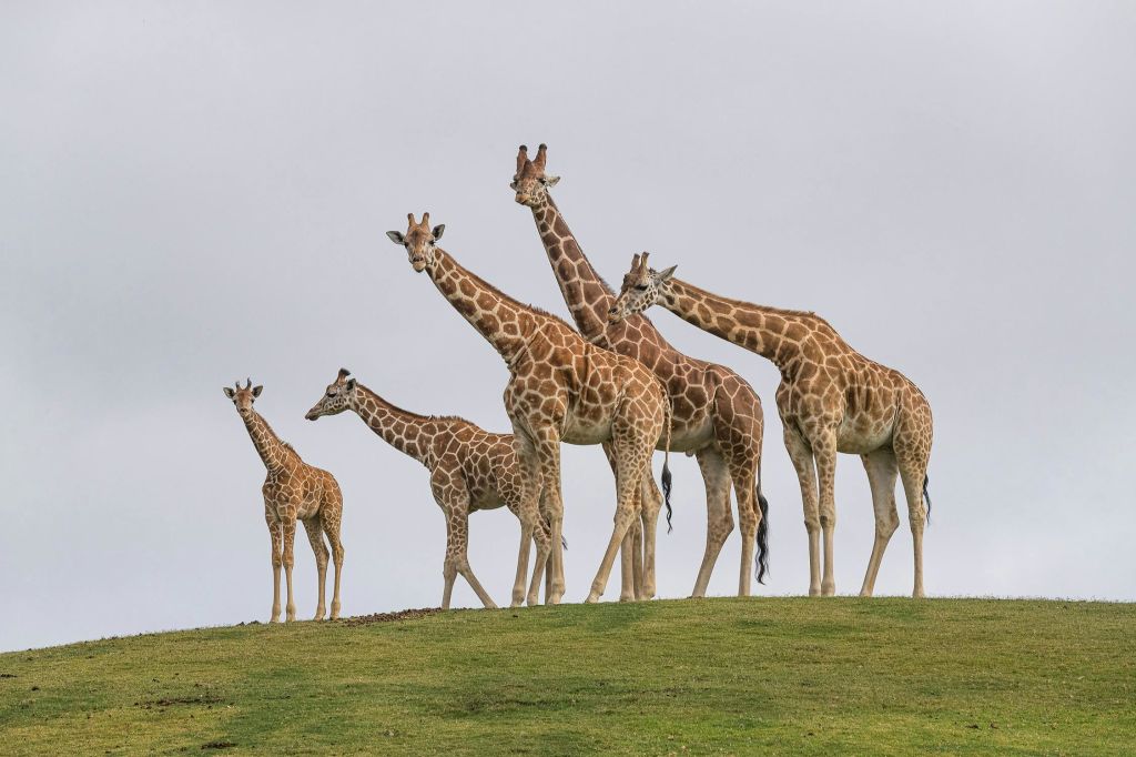 샌디에고 동물원 사파리 공원