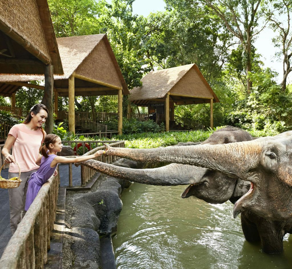 한 여성과 어린이가 울창한 녹지와 오두막으로 둘러싸인 물로 채워진 울타리 근처의 나무 울타리에서 코끼리를 먹입니다.