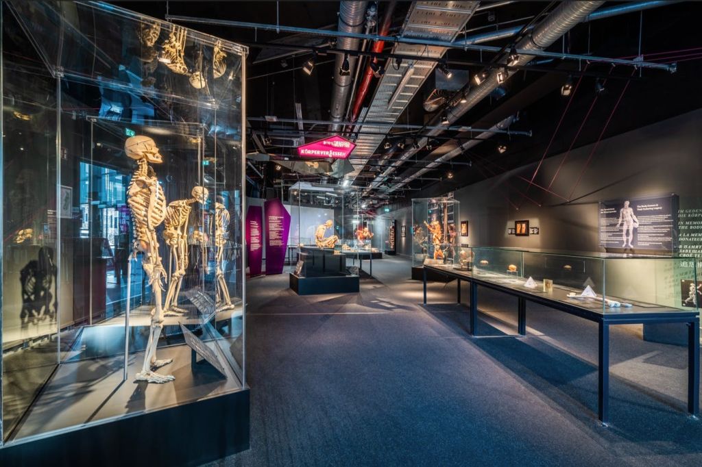 박물관 전경, 첫 번째 주제 근골격계