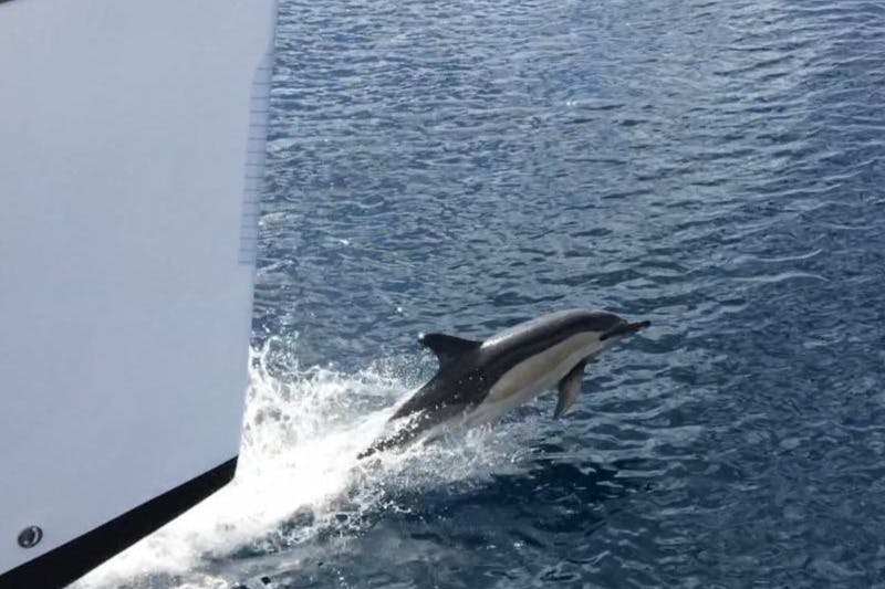 흰 보트의 활 근처에서 돌고래가 물에서 뛰어내립니다.