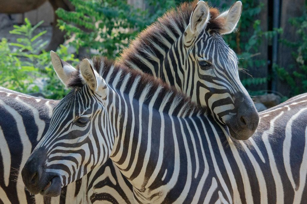 필라델피아 동물원