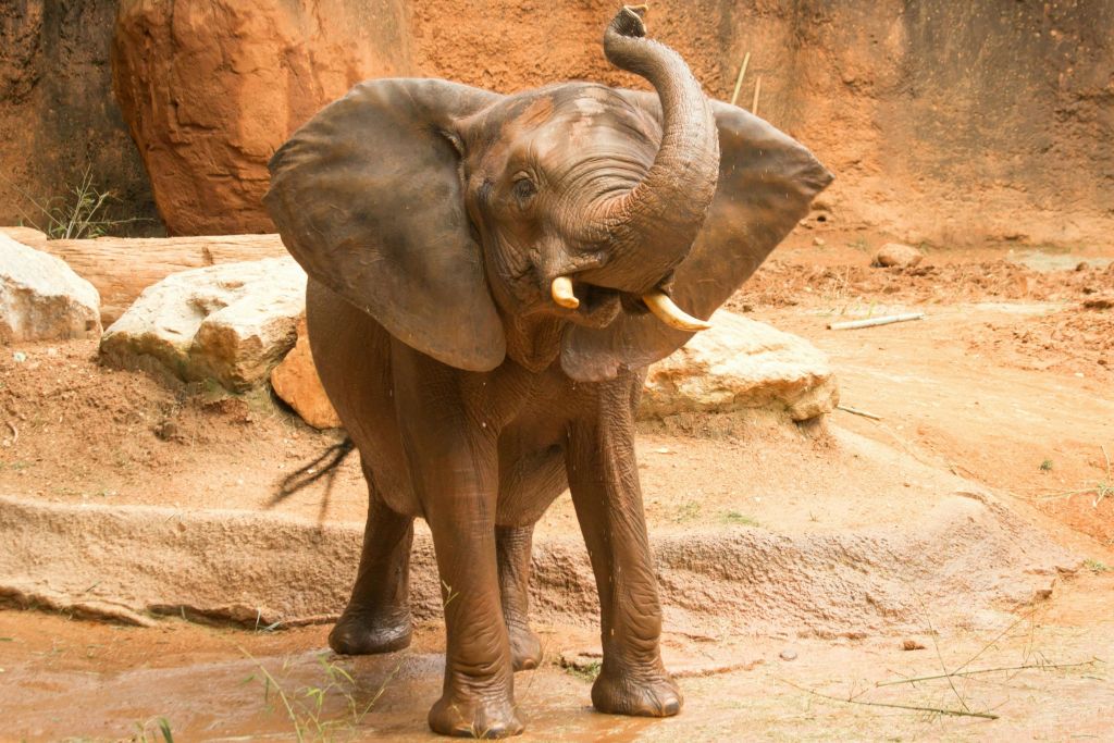 애틀란타 동물원