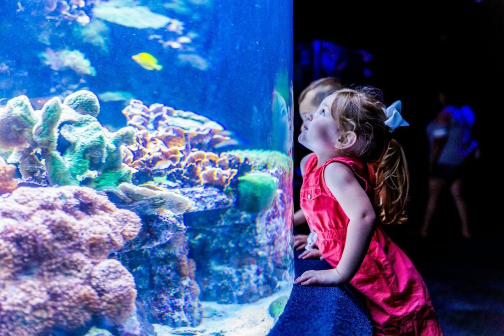 리플리스 아쿠아리움 오브 머틀 비치 + 명소 2곳 콤보