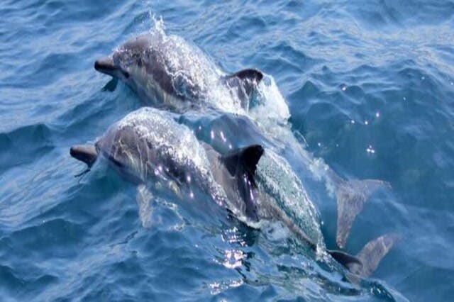 돌고래 가족 마르사 알람