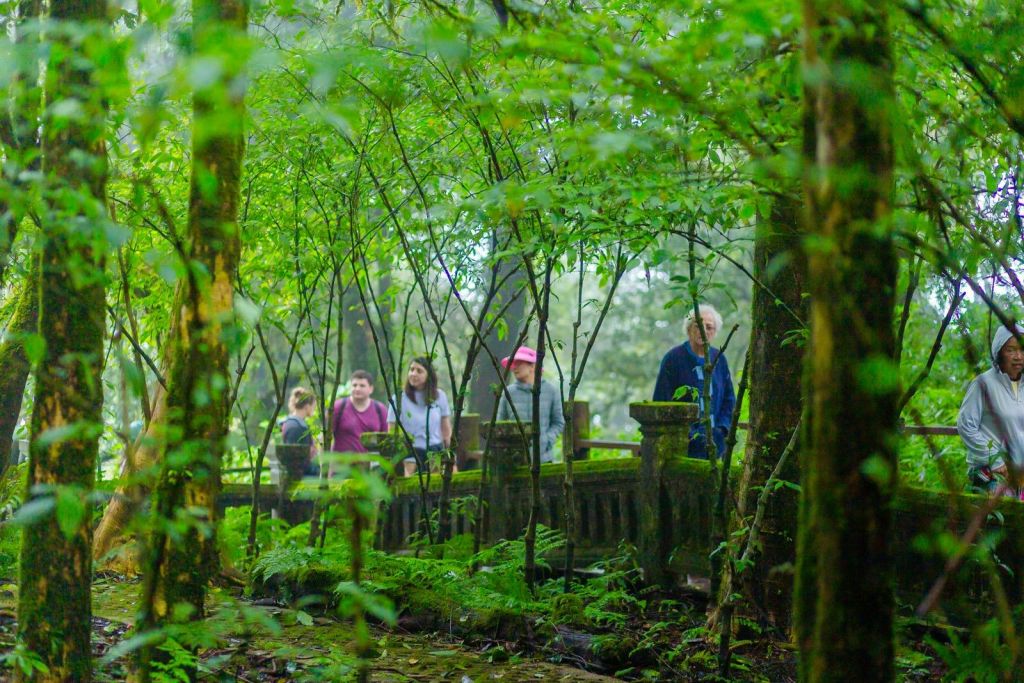 높은 나무와 울창한 초목이 우거진 빽빽하고 푸른 숲 속 나무다리를 걷는 사람들.