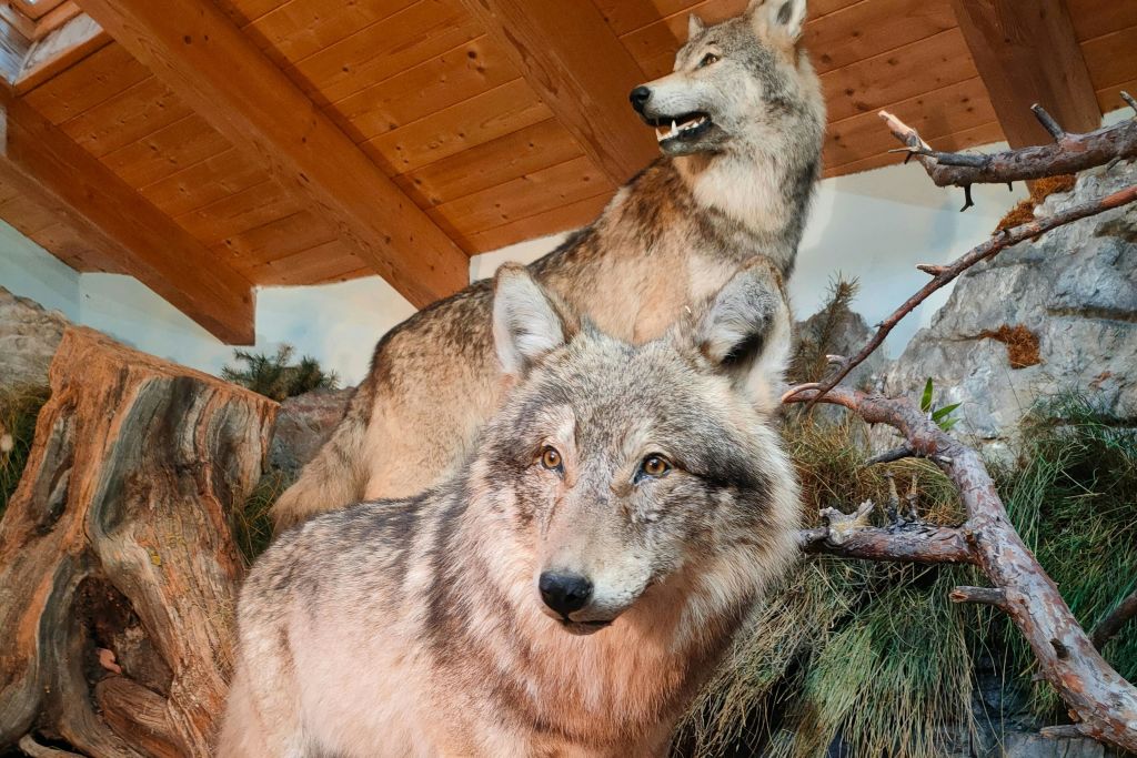 방 "늑대의 귀환"