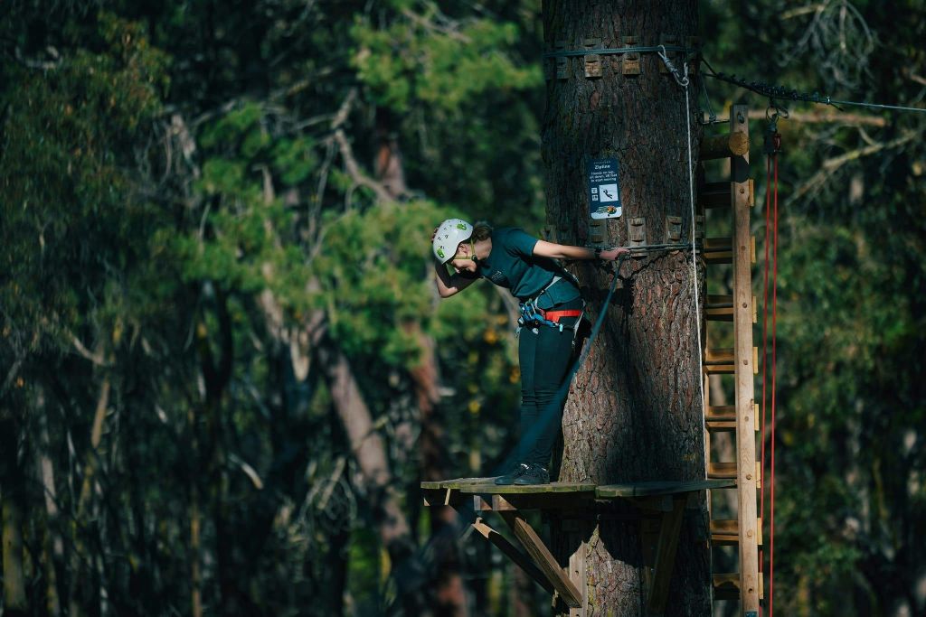 높은 나무 꼭대기 사이