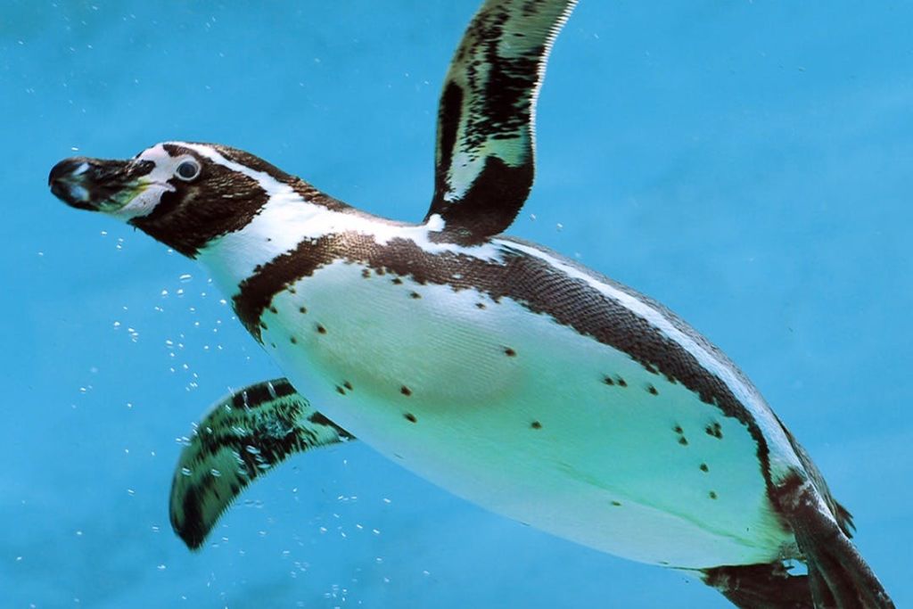 에마아르아쿠아리움