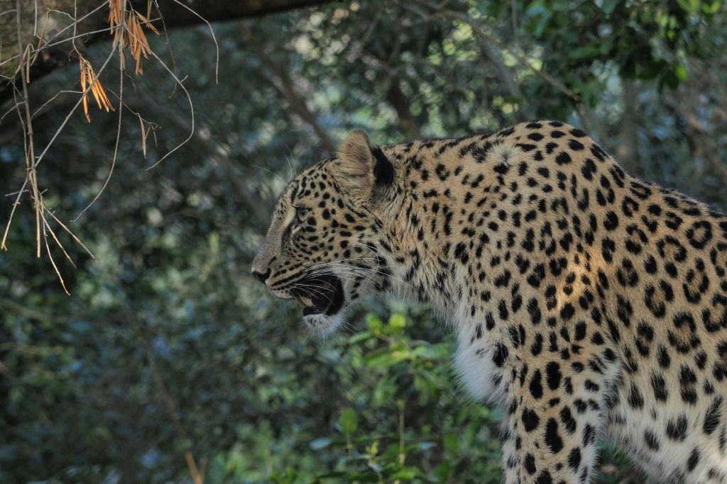 숲이 우거진 곳에 서 있는 표범으로, 녹색 단풍으로 둘러싸인 채 입을 약간 벌리고 있습니다.