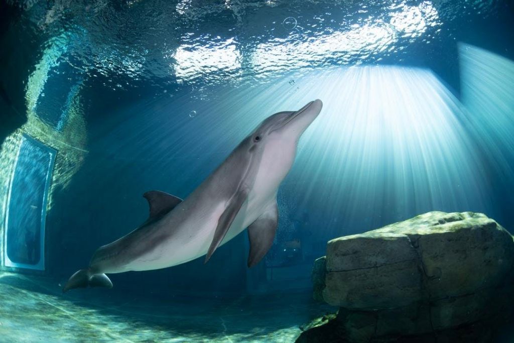 돌고래가 암석 지층 근처에서 수중으로 헤엄치고 있으며, 표면을 통과하는 햇빛이 빛을 비춥니다.
