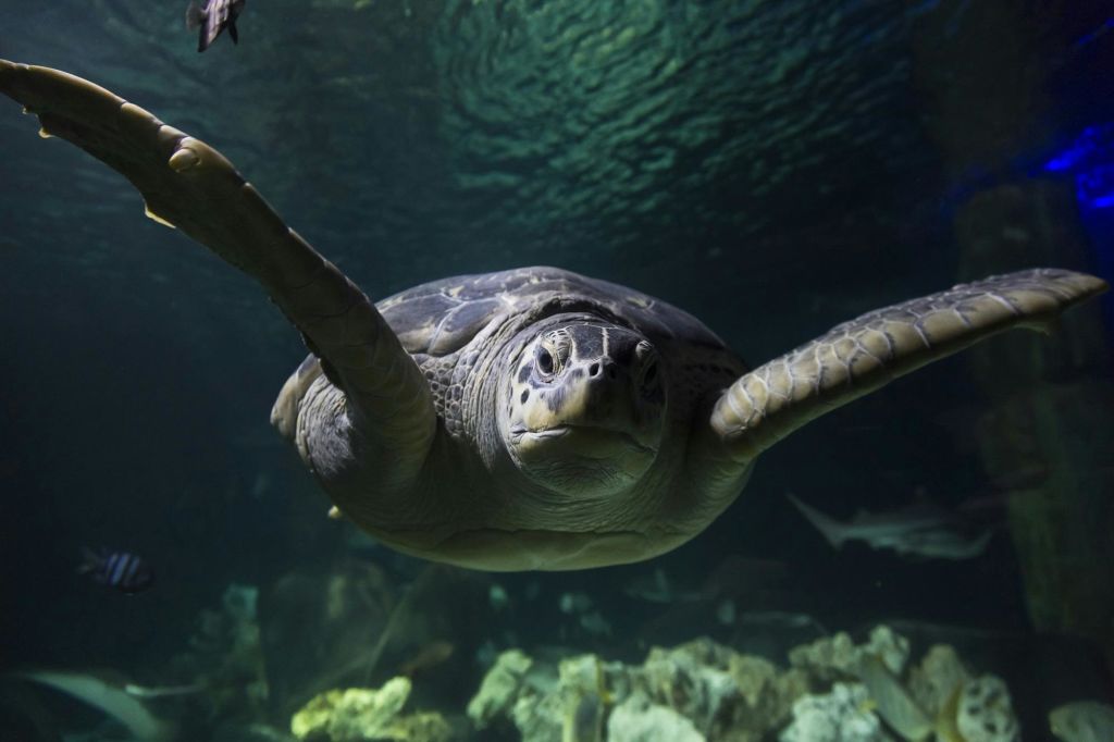 바다거북이 수생 식물과 바위로 둘러싸인 푸른빛의 맑은 물에서 오리발을 내밀며 물속을 헤엄치고 있습니다.