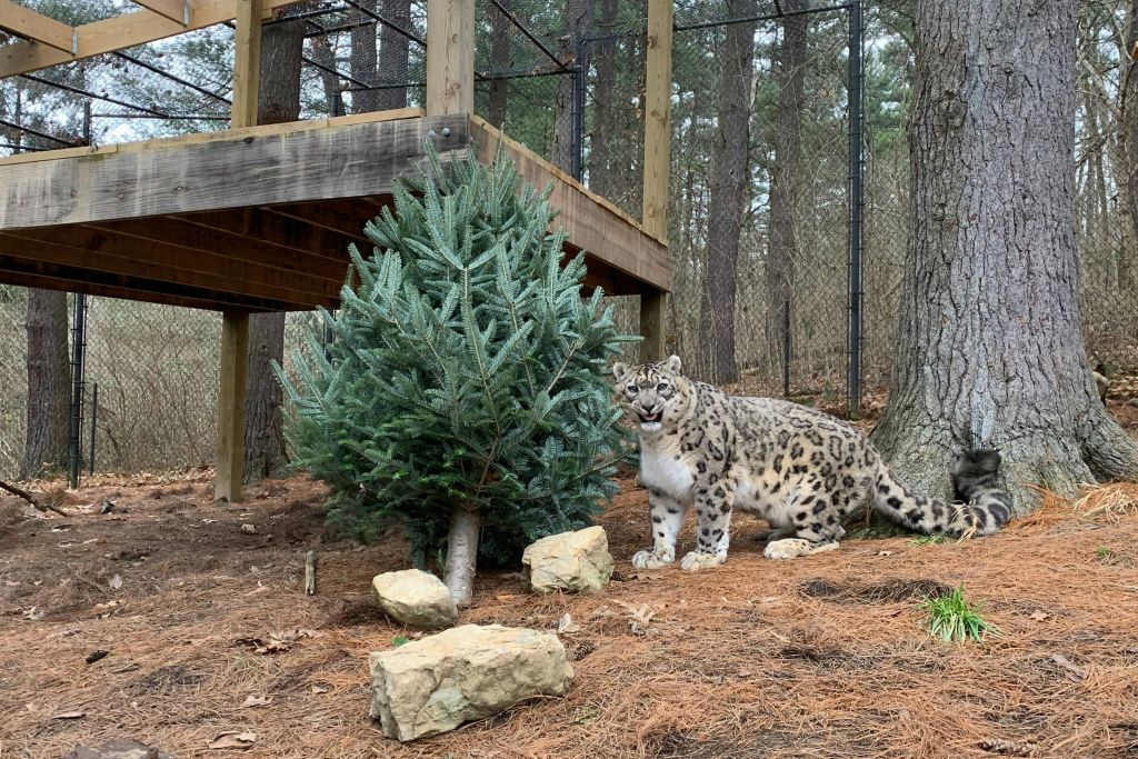 스노우 레오파드 서식지