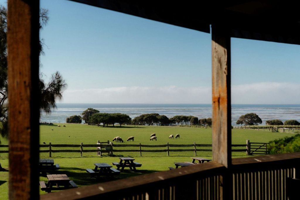 나무 현관에서 바라보는 피크닉 테이블이 있는 울타리 근처의 푸른 들판에서 양을 방목합니다. 나무와 바다를 배경으로.