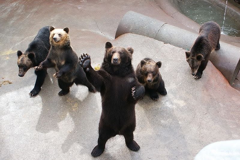 갈색 곰이 자연 서식지에서 휴식을 취하고 노는 사진을 찍으세요.