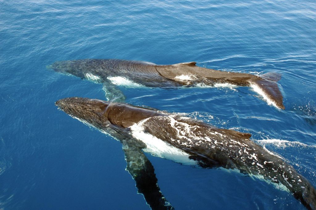 맑고 푸른 물에서 평행하게 헤엄치는 두 마리의 혹등고래.