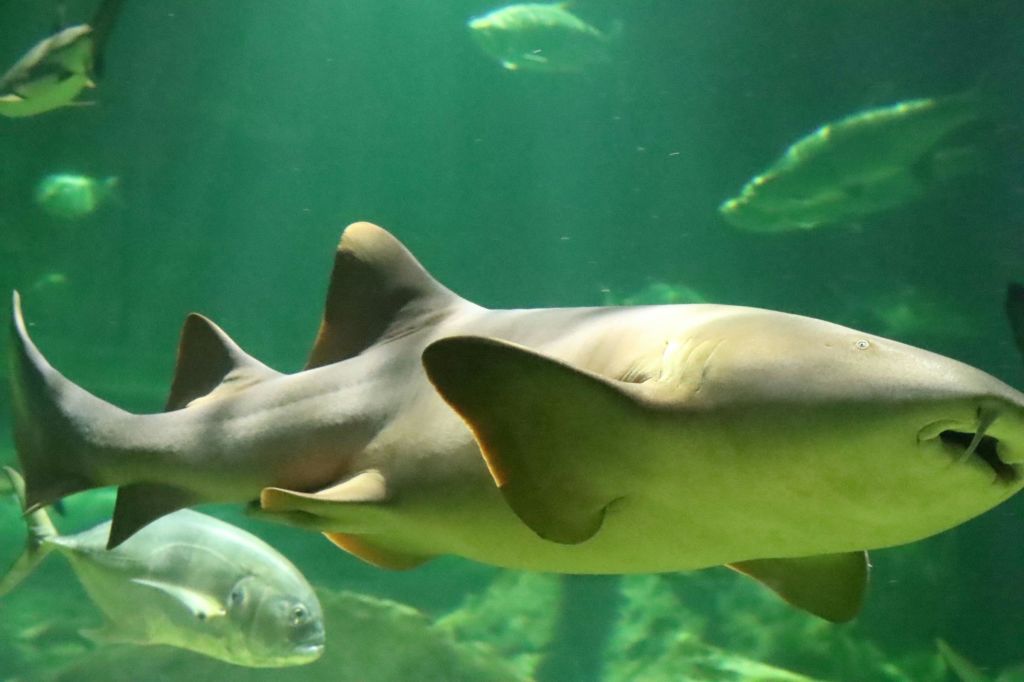 미친아쿠아리움과달라하라