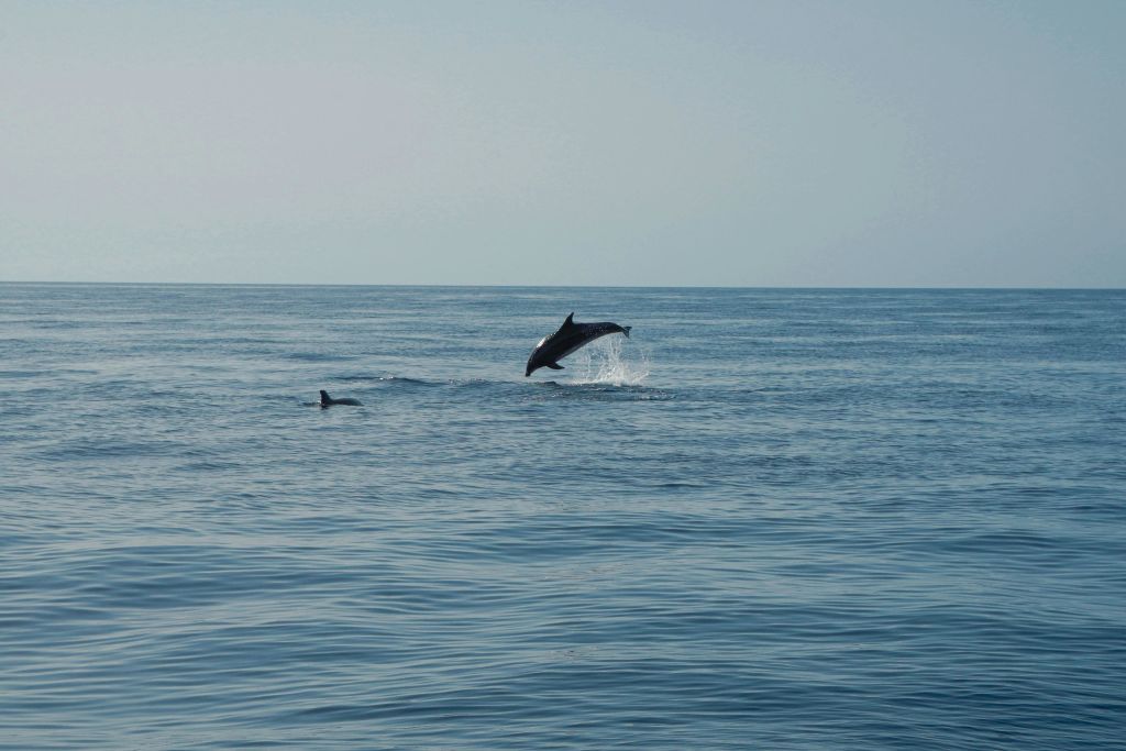 delfín saltando