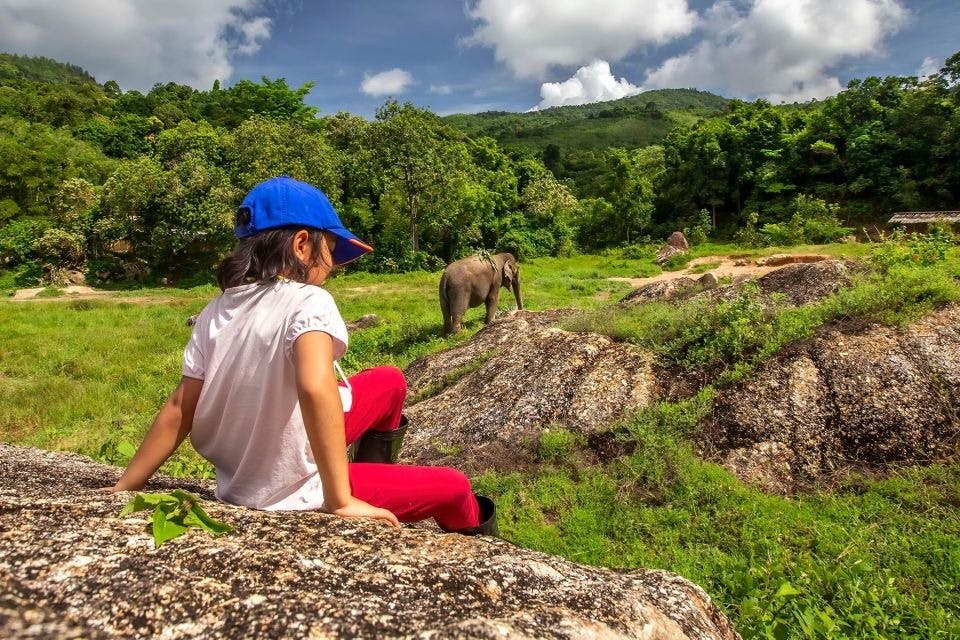 Natural green space and elephants