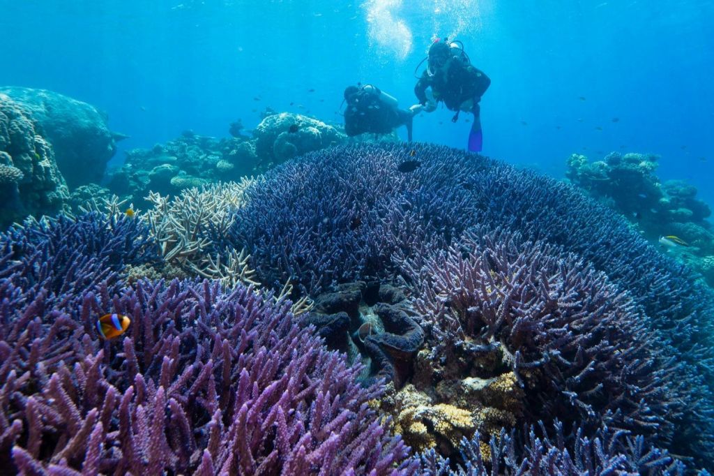두 명의 스쿠버 다이버가 맑고 푸른 바닷물에서 활기찬 보라색과 푸른 산호초 위를 헤엄치고 있습니다.