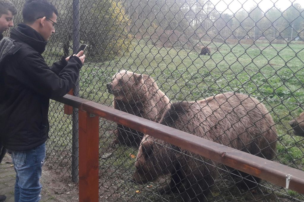 방문객이 있는 곰