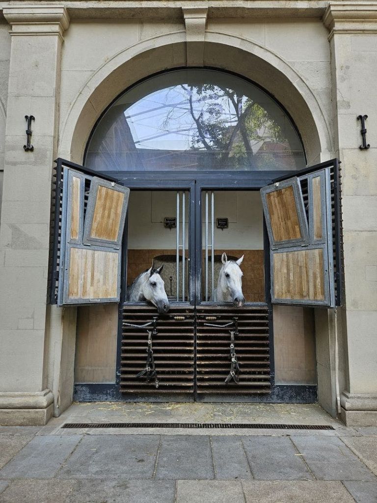 두 마리의 백마가 별도의 가판대에 서서 아치형 창문 아래 열린 마구간 문을 들여다보고 있습니다.
